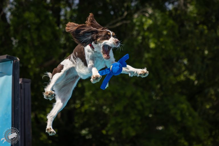 DockDogs