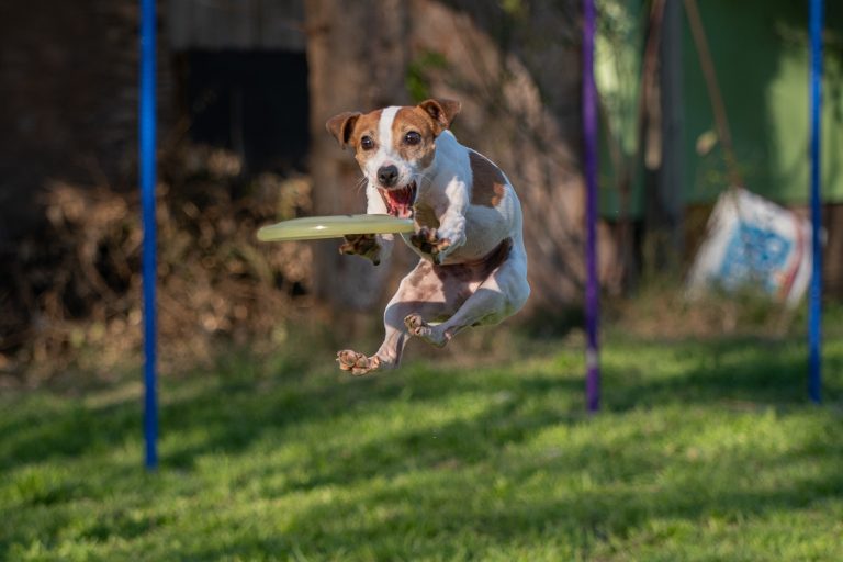 Jurassic Bark